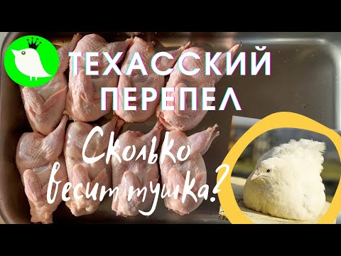 Видео: Техасский перепел. Сколько весит тушка? МОИ перепела