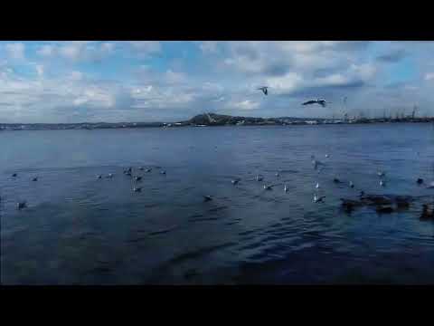 Видео: Как  сегодня выглядит пляж Сморжевского в Керчи