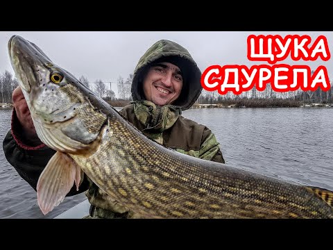 Видео: ТОП ПРИМАНКА НА ЩУКУ. РЫБАЛКА НА СПИННИНГ