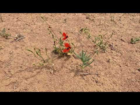 Видео: Как мы живём в Зарафшане 28. 05. 2025г.
