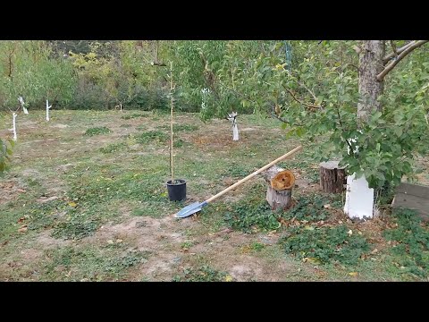 Видео: Засаждане на овощно дръвче - кога и защо