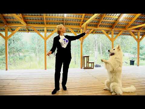 Видео: "Мама, Я танцую!"  Танцы с собаками