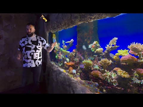 Видео: ОБЗОР РИФОВЫХ АКВАРИУМОВ В КРОКУСЕ