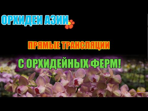 Видео: JOY!!!! САМЫЕ ШИКАРНЫЕ ОРХИДЕИ. И passiflora прямая трансляция