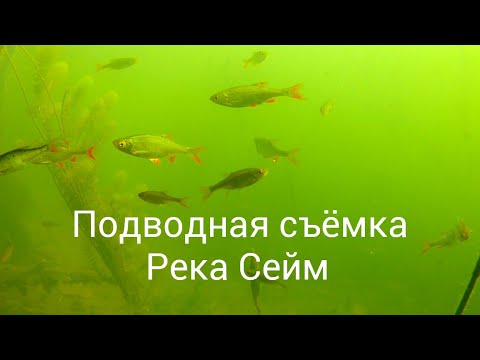 Видео: Подводный Сейм.Место 2.Город Курск.4К.Осень 2024