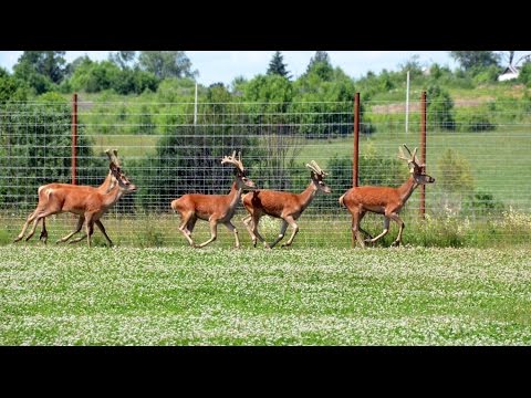 Видео: Разведение и содержание оленей в охотхозяйстве Днепр-Холм