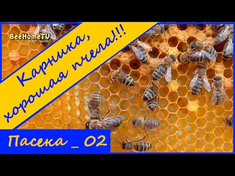 Видео: Карника тянет сушь за сутки !!!