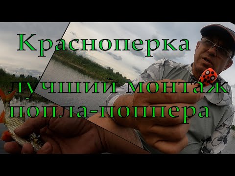 Видео: Красноперка на попла-поппер.