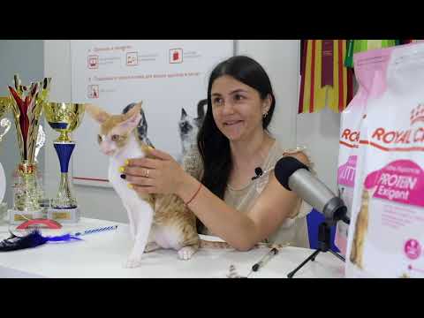 Видео: РОСКОШНЫЕ КОШКИ: ПРЕЗЕНТАЦИЯ ПОРОДЫ. КОРНИШ-РЕКС