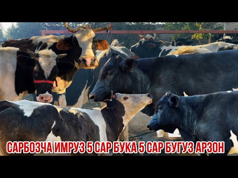 Видео: 5 сар букаи ферма молҳои бугуз Сарбозча арзон 7 октября 2025 г.