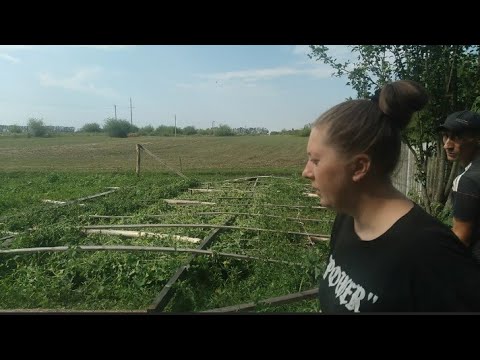 Видео: Потеряли весь урожай//Барсук на участке.