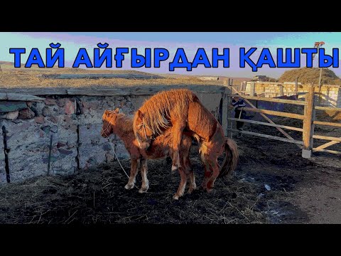 Видео: ҮЙГЕ ТАЙ ӘКЕЛДІК | ТАЙ АЙҒЫРДАН ҚАШТЫ #қазақстан #ауылөмірі #жылкылар #айғыр #асау #кабирхан