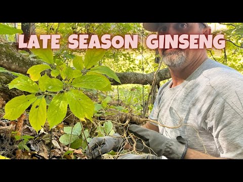 Видео: Как собирать женьшень в конце сезона — выкапываем женьшень в холмах Восточного Теннесси в 2024 году