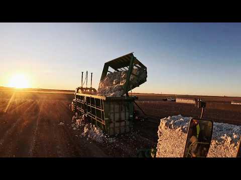 Видео: Первый день сбора урожая хлопка 2025 года: снимите кадры