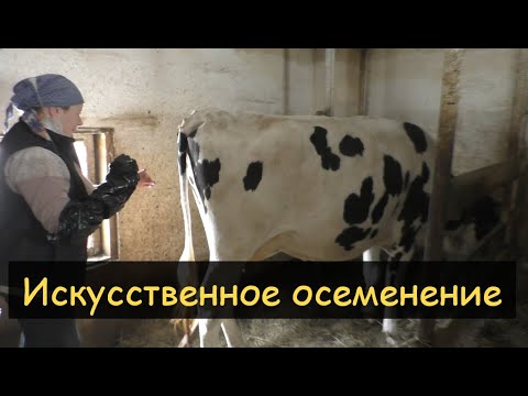 Видео: Искусственное осеменение коров/Учимся на нашей Стрекозе/Сосуд Дьюара YDS-10
