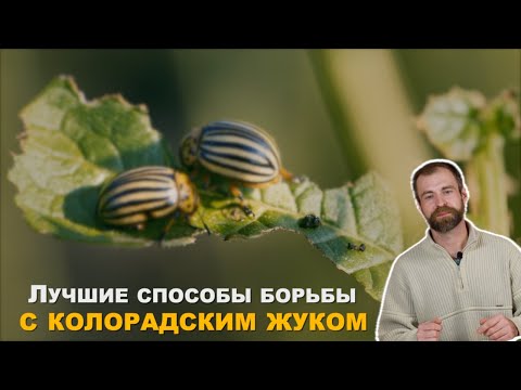 Видео: Урожай картофеля без химии. Биологические средства защиты от колорадского жука.