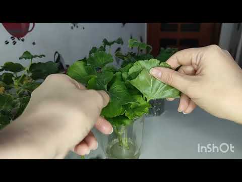 Видео: Черенкование пеларгоний в январе. Пересадка и полив черенков. Часть 2