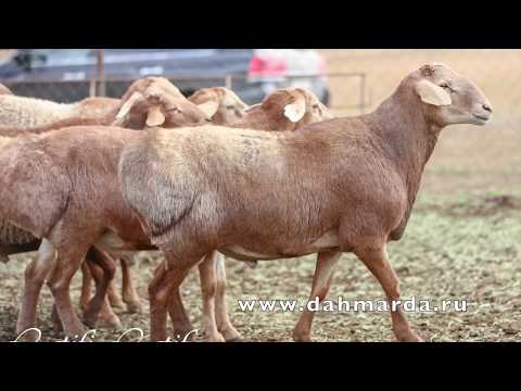 Видео: Отличие настоящих гиссарских овец от поместных гибридов