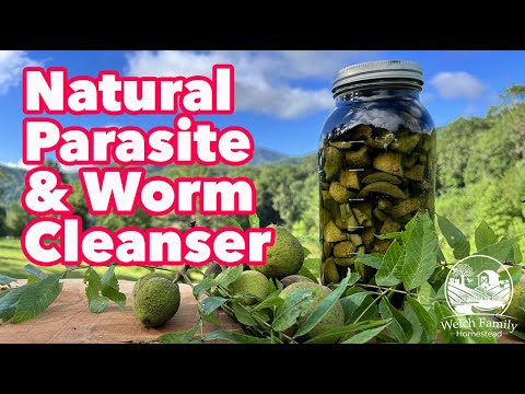 Видео: Лучшая настойка скорлупы черного ореха для очищения от паразитов и глистов