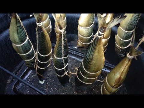 Видео: Рыба Скумбрия горячего копчения! Пошаговый рецепт + секрет и нюансы!