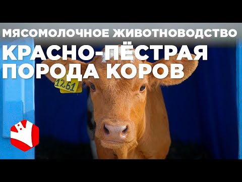 Видео: Красно-пёстрая порода коров | Мясомолочное животноводство | Разведение и содержание коров