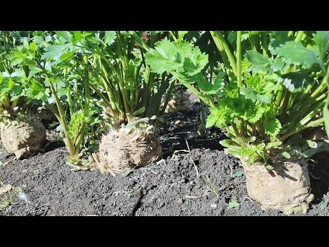 Видео: Уборка корневого сельдерея и зимней редьки, подготовка их к хранению