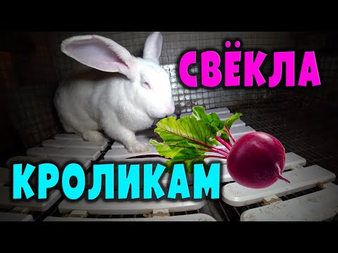 Видео: Кормление кроликов: Свёкла / Польза или вред?