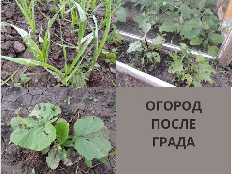 Видео: ОГОРОД ПОСЛЕ ГРАДА
