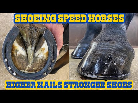 Видео: Подковывание лошадей для соревнований — более сильные и высокие гвозди