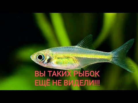 Видео: Завоз рыбок! Куботай, Торакатум, данио Жемчужный и др...