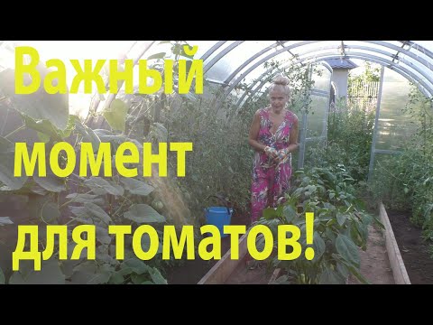 Видео: Уход за томатами в конце июля