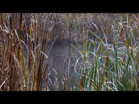 Видео: З таким Болотом і річка Не треба.Хто знав,що тут стільки Риби?