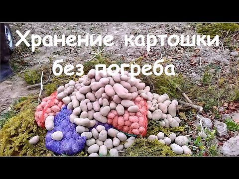 Видео: Как сохранить картошку свежей без погреба? Личный опыт.