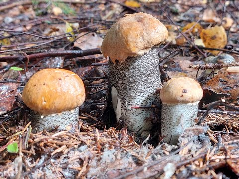 Видео: Грибы белые и красные, разные разнообразные! Грибов много, спешите в лес! Сентябрь 2023 год.