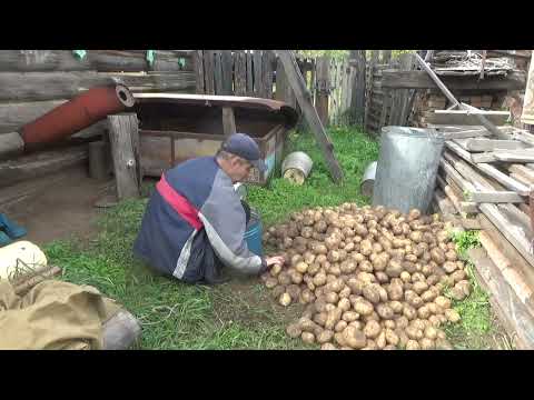 Видео: спускаю картошку часть 2