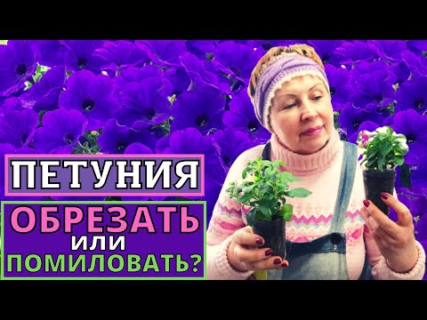 Видео: ПЕТУНИЯ с геном мужской стерильности. Обрезать нельзя помиловать