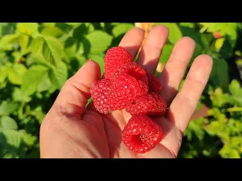 Видео: Малина-тутаймер ВАЙОЛЕТ! Омск, 08.07.2025