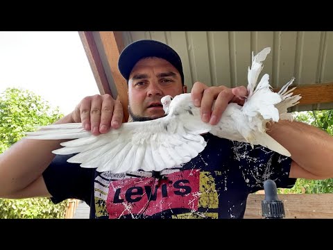 Видео: Почему не Летят Голуби? Смотри! Одна из причин!