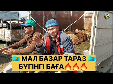 Видео: 15.09.2024 🔥🔥🔥МАЛ БАЗАР ТАРАЗ / ҚОЙ БАҒАСЫ / БҮГІНГІ БАҒА