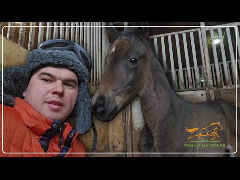 Видео: Ранчо на Урале/ Родился еще один жеребенок/ Отсортировали жеребят от нянек
