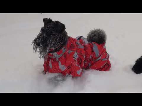 Видео: Керри блю терьеры - декабрь, январь и февраль / Kerry Blue Terriers - December, January and February