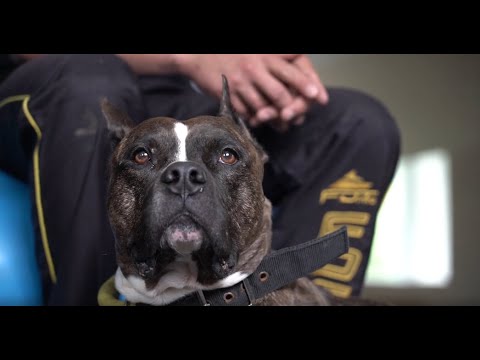 Видео: Кинология: особенности профессии