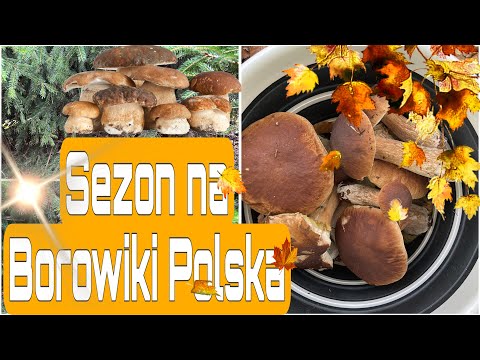 Видео: Grzybowy Raj w Polsce”/«Грибной бум»“Mushroom Fever”🍄‍🟫🍄‍🟫 🍄‍🟫	