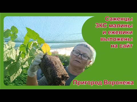 Видео: Саженцы ЗКС  малины и ежевики на конец августа. Что в наличии. Пригород Воронежа.