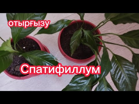 Видео: Әйел бақыты гүлін отырғызу.Спатифиллум.🌺🌺Гүлдер әлемі.