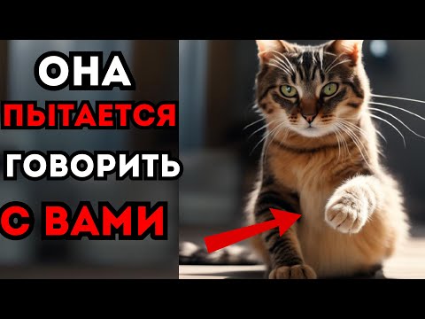 Видео: Что кошка хочет вам сказать? Не игнорируйте эти знаки!