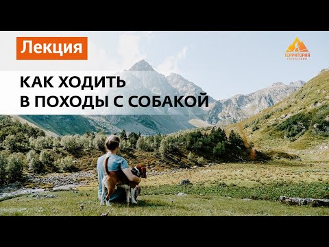 Видео: Как ходить в походы с собакой