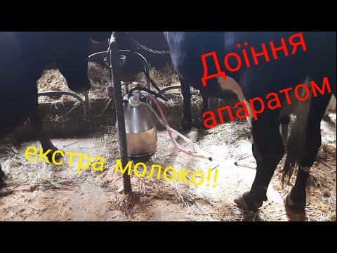 Видео: як ми доїмо КОРОВИ🐃🐃🐄🐄 та трошки про доїльний апарат🌊🌊