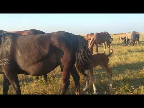 Видео: Одновременно ожеребилась две кобылы, один жеребёнок не поднялся. Не могут поделить второго.