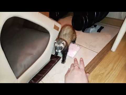 Видео: Любимая мышка хорька❤🐾Вечерние игрульки🐾